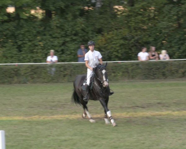 Reitturnier Westeregeln 2024