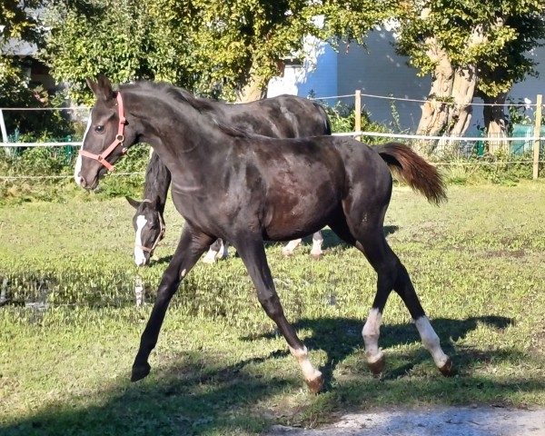 horse Totalis von TITOLAS / DANCIER (Hanoverian, 2023, from Titolas)