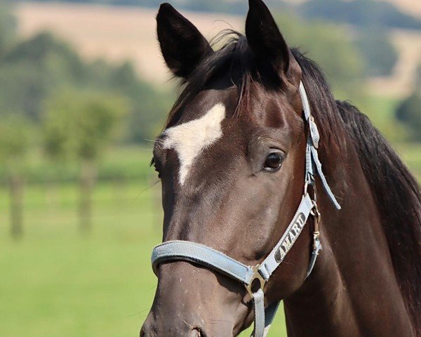 Pferd Hengst von Majestic Taonga x Rockwell (Westfale, 2022, von Majestic Taonga)