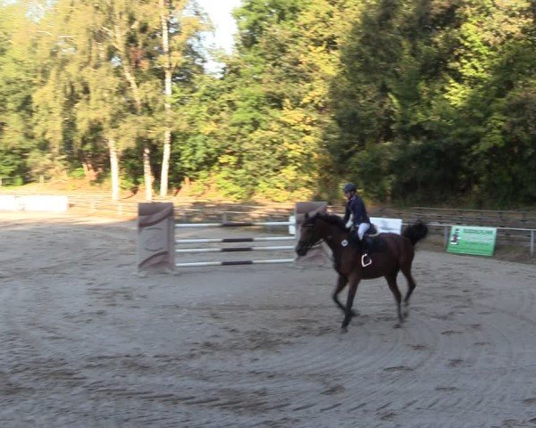 Reitturnier Lgl.-Oberhain, B95 2024