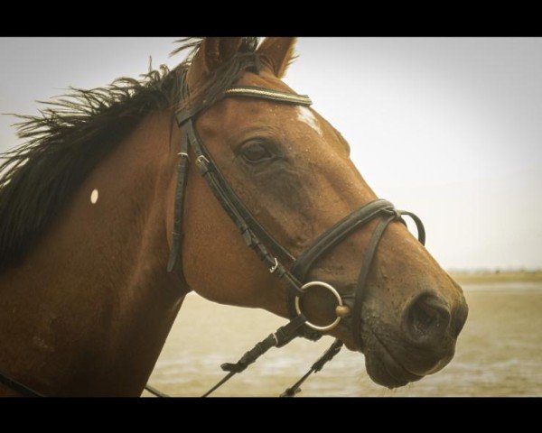 broodmare Carina Sofia (Holsteiner, 2010, from Quinar)