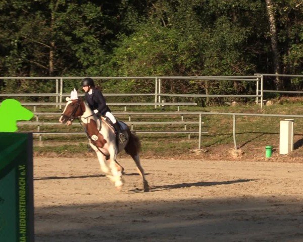 Reitturnier Lgl.-Oberhain, B95 2024