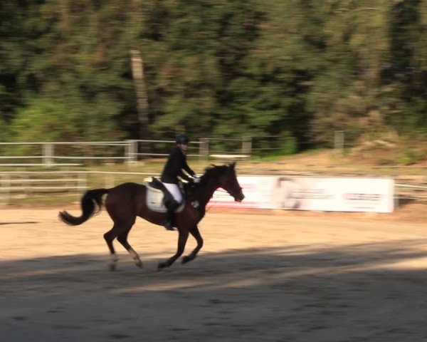 Reitturnier Lgl.-Oberhain, B95 2024