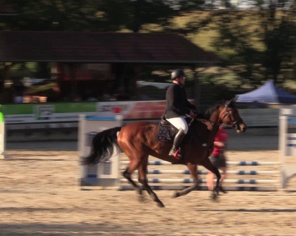 Reitturnier Lgl.-Oberhain, B95 2024