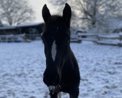 Pferd Hengst von Uriko / Capone II (Holsteiner, 2023, von Uriko)