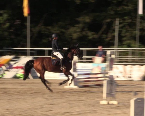 Reitturnier Lgl.-Oberhain, B95 2024
