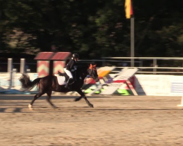 Reitturnier Lgl.-Oberhain, B95 2024
