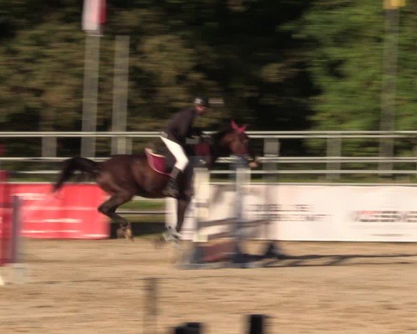 Reitturnier Lgl.-Oberhain, B95 2024