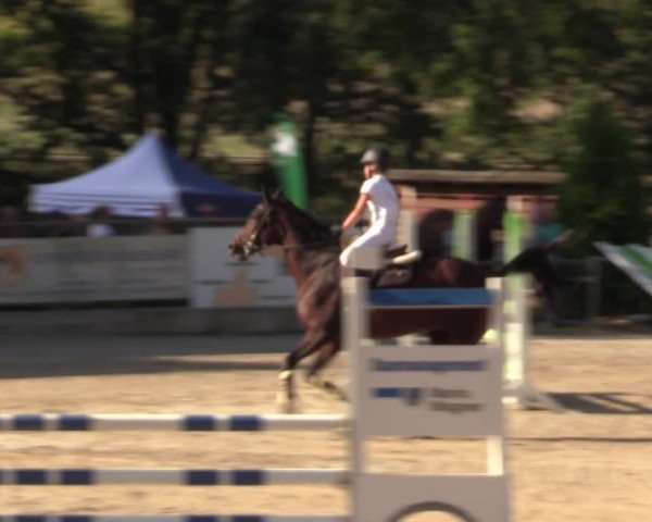 Reitturnier Lgl.-Oberhain, B95 2024