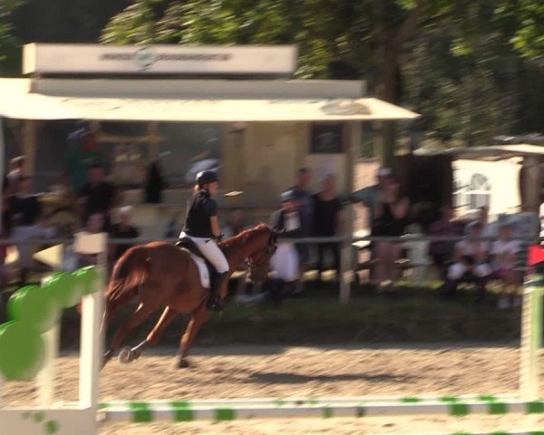 Reitturnier Lgl.-Oberhain, B95 2024
