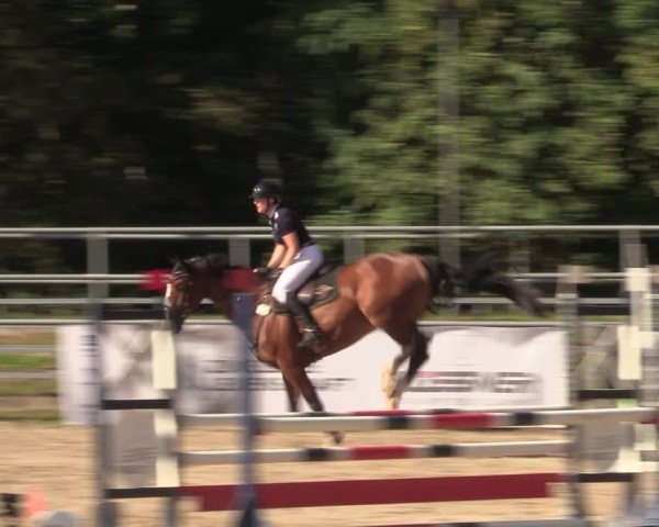 Reitturnier Lgl.-Oberhain, B95 2024
