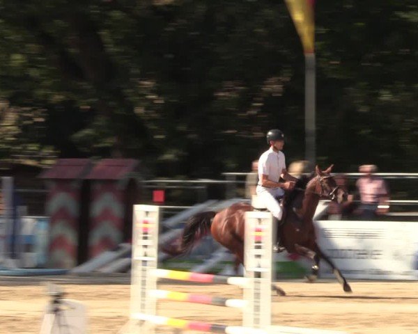Reitturnier Lgl.-Oberhain, B95 2024