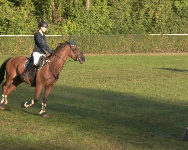 Reitturnier Westeregeln 2024