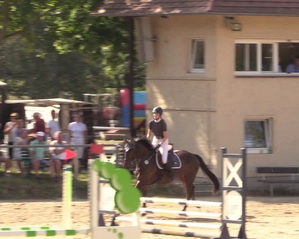Reitturnier Lgl.-Oberhain, B95 2024