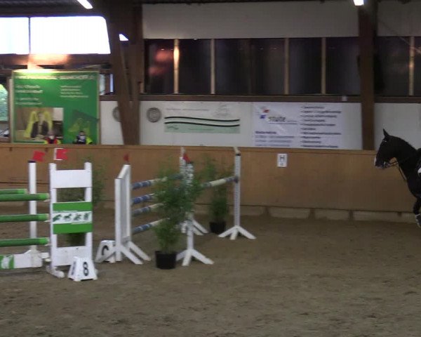 Reitturnier Steinheim 2021