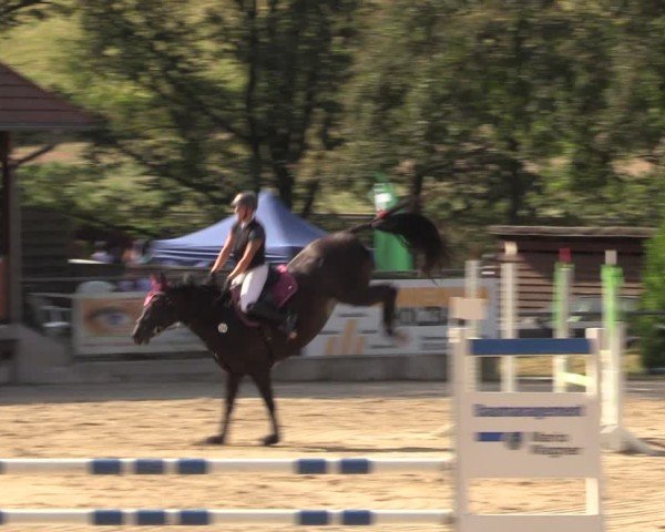 Reitturnier Lgl.-Oberhain, B95 2024