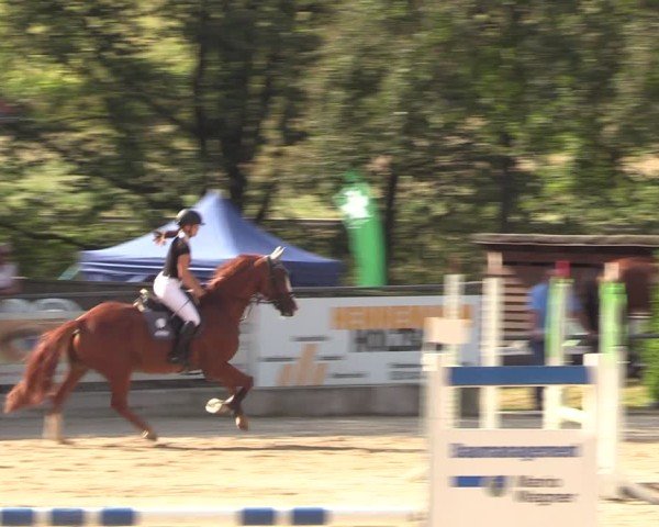 Reitturnier Lgl.-Oberhain, B95 2024