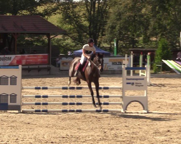 Reitturnier Lgl.-Oberhain, B95 2024