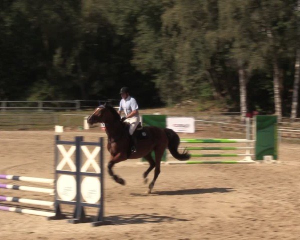 Reitturnier Lgl.-Oberhain, B95 2024