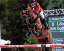 jumper Godfather (KWPN (Royal Dutch Sporthorse), 2011, from Eldorado van de Zeshoek)