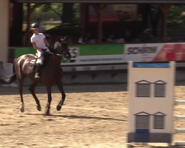 Reitturnier Lgl.-Oberhain, B95 2024