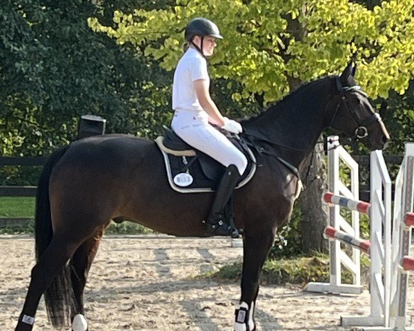 jumper Calloro R (Holsteiner, 2013, from Centurion)