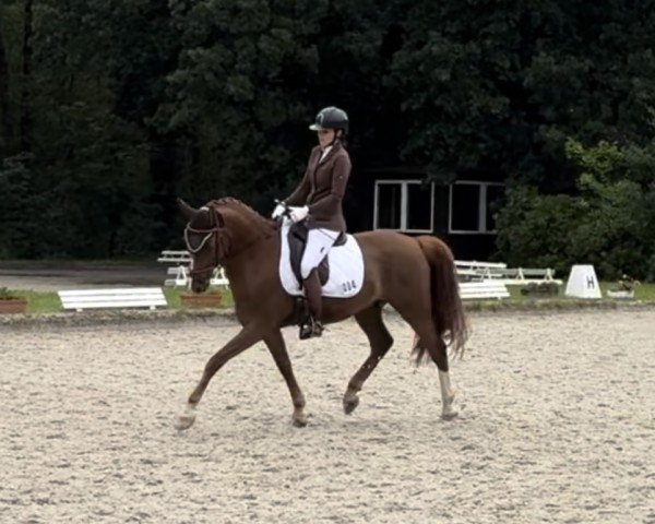 horse Holger Holgersson (German Riding Pony, 2017, from Fs Numero Uno)