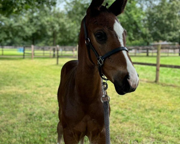 horse Daloucan SF (Zangersheide riding horse, 2024, from Darry Lou)