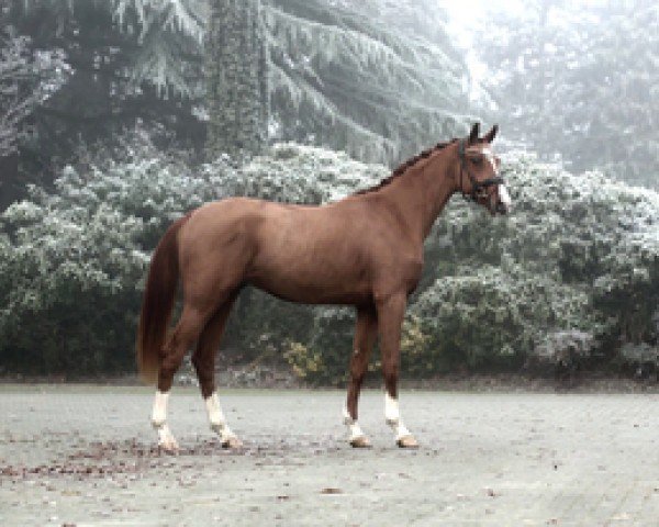 dressage horse Bailando 65 (Oldenburg, 2019, from Blue Hors Baron)