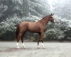 dressage horse Bailando 65 (Oldenburg, 2019, from Blue Hors Baron)