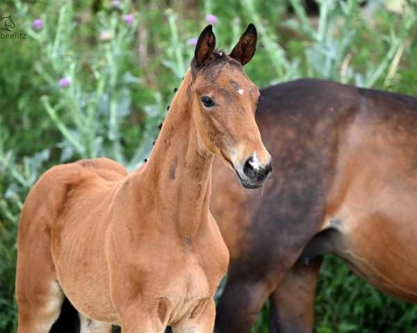 horse Cayman (Trakehner, 2024, from Imperio 3)