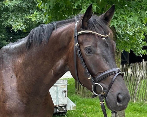 horse Casiraghi (Trakehner, 2020, from Ivanhoe)