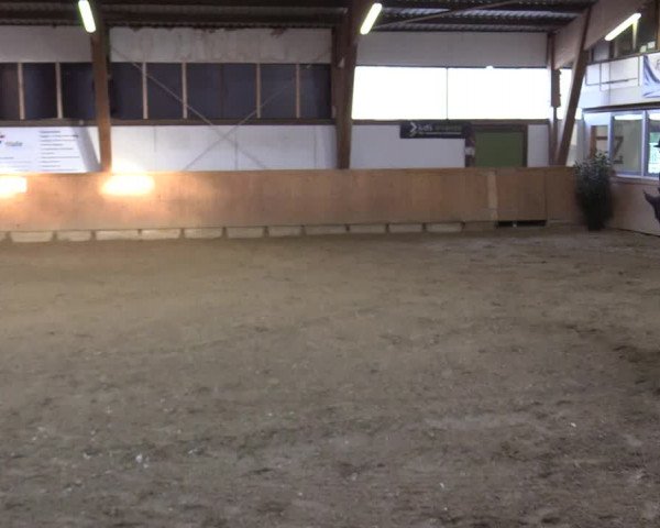 Reitturnier Steinheim 2021