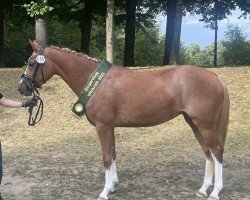 dressage horse Miraval Rosé (German Riding Pony, 2020, from Mariano)