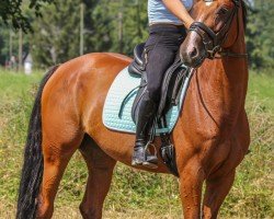 jumper Raya 88 (Westphalian, 2018, from Hbc Regilio)