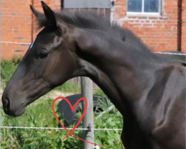 horse Tippfela (Hanoverian, 2022, from Titolas)