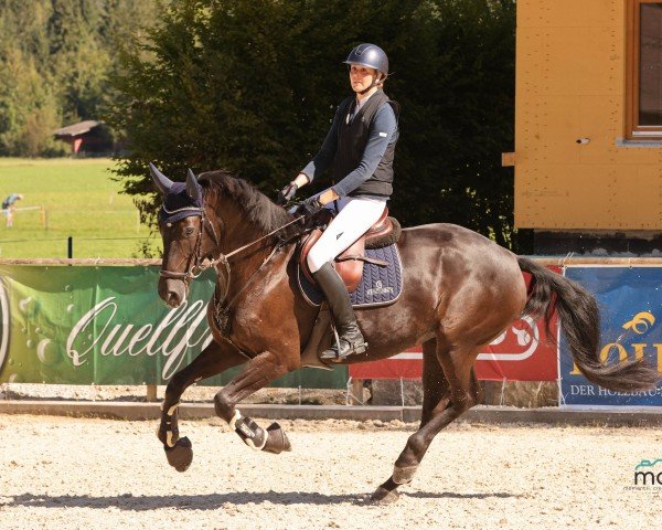 jumper Katelyn S (Hanoverian, 2017, from Kenwood)
