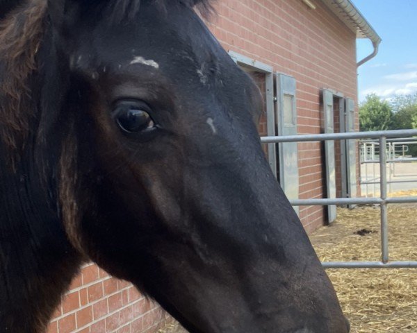 horse Orelie d`Athis-Mons (Oldenburg show jumper, 2022, from Ogano)