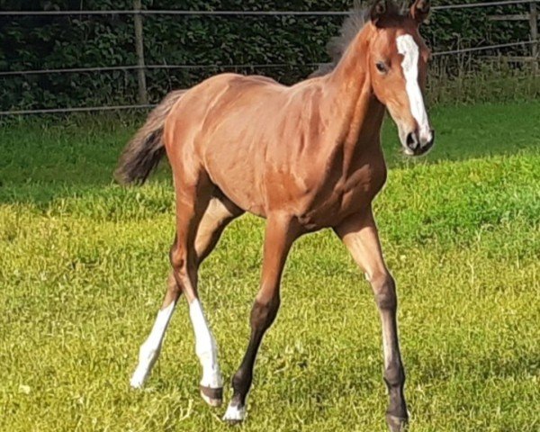 horse Anka (Hanoverian, 2021, from Almoretto)