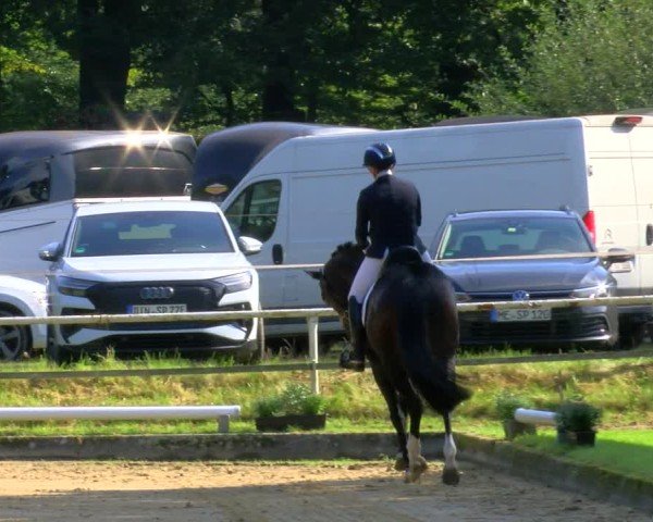 Reitturnier Dinslaken-Hiesfeld 2024