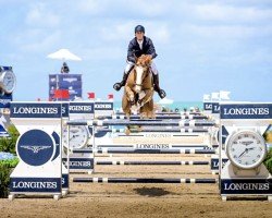 jumper Gaga E D' Augustijn (KWPN (Royal Dutch Sporthorse), 2011, from Bustique)