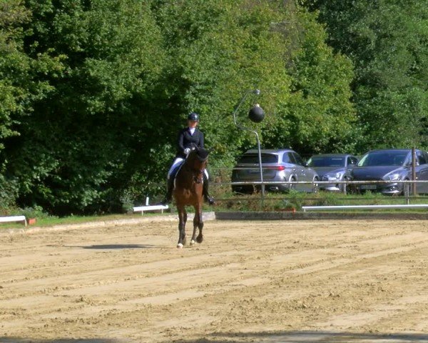 Reitturnier Dinslaken-Hiesfeld 2024