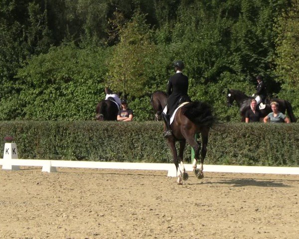 Reitturnier Westeregeln 2024