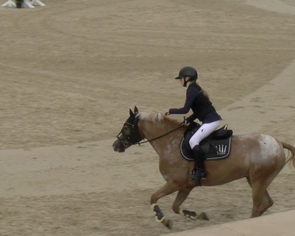 Reitturnier Maienfeld 2024