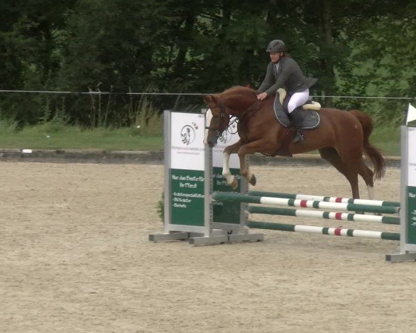 Reitturnier Maienfeld 2024