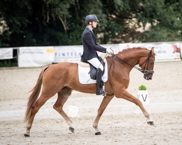 dressage horse Blond Edition (Hanoverian, 2020, from Blue Hors Baron)