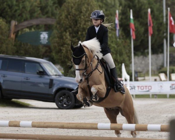 horse Bodethal's Nobel Dancer (German Riding Pony, 2012, from Bodethals Noble Man)