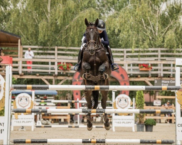 Springpferd Ezel (Ungarisches Warmblut, 2009)