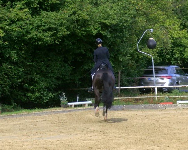 Reitturnier Dinslaken-Hiesfeld 2024