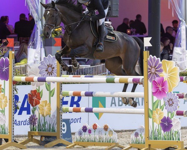 jumper Coco Chanel (Oldenburg show jumper, 2014, from Cinsey)